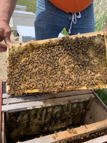 Busy Bees: During the summer months beehives are occupied with collecting pollen, taking care of their larva and making honey. 
