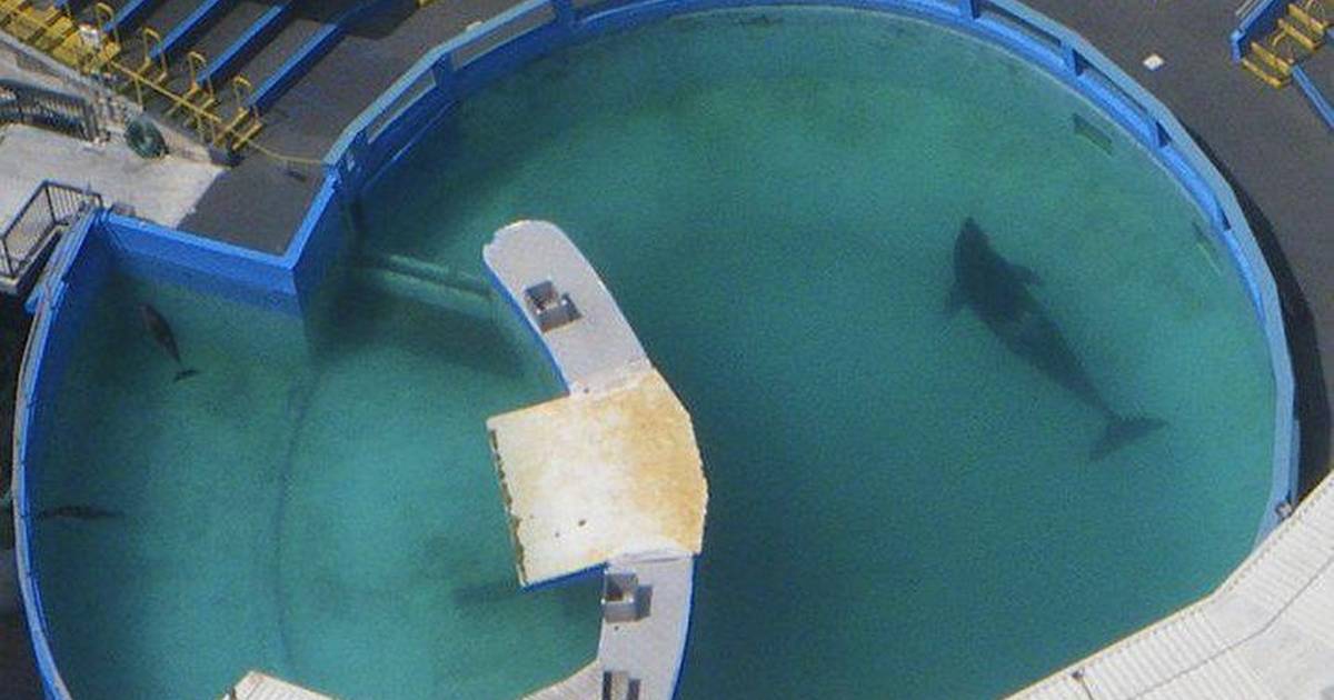 Photo of Orca in a tank at SeaWorld taken from The Dodo.